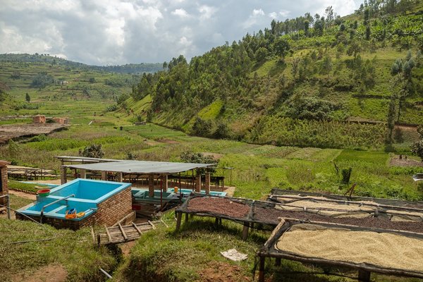 Comment réutiliser l'eau de cuisson des légumes au jardin ?