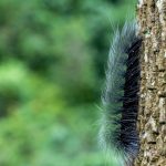 Comment protéger votre jardin des chenilles processionnaires ?